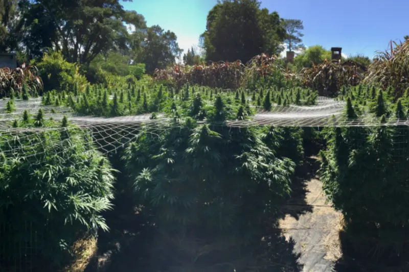 Cultivo a cielo abierto en Uruguay con técnicas californianas