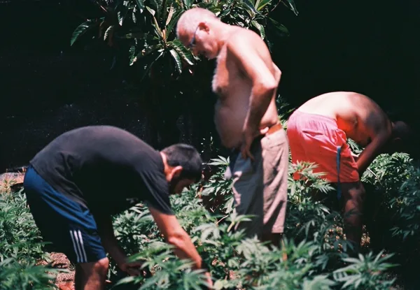 Taller práctico de cultivo