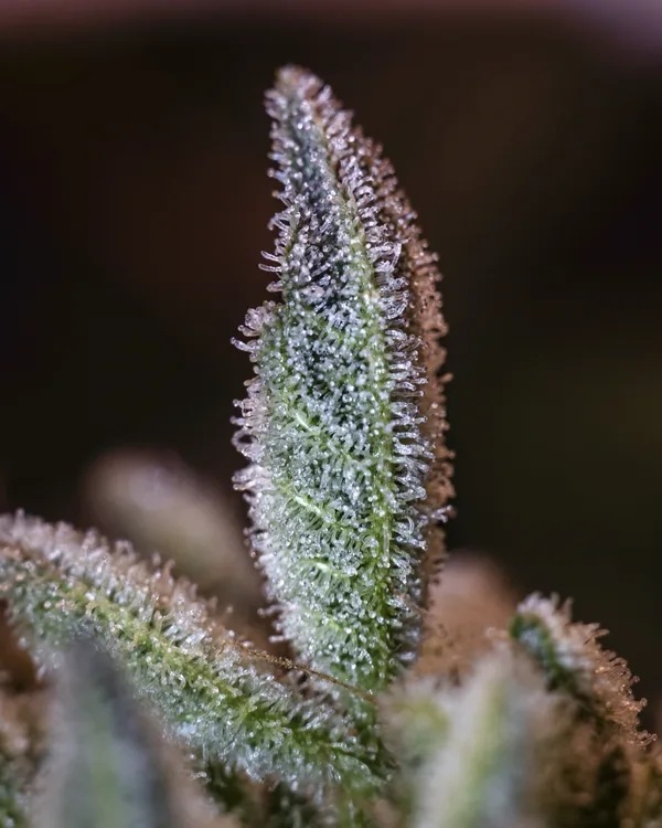 Tricomas macro cristalinos